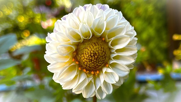 Free Flower Dahlia photo and picture