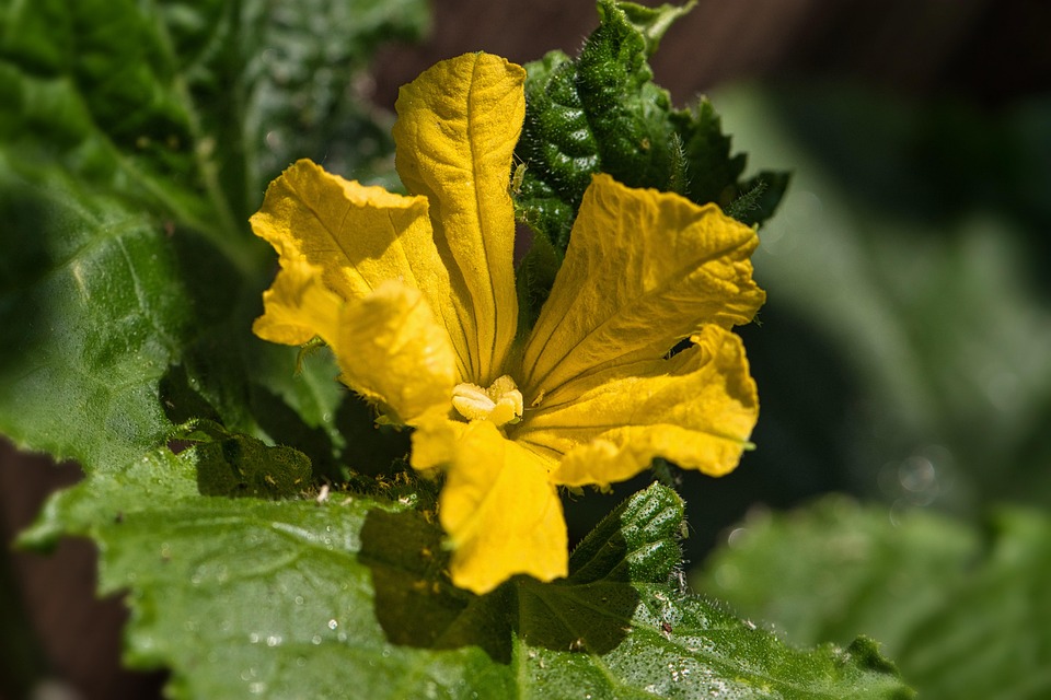 Zucchini Zucchiniblüte Gelbe Blume - Kostenloses Foto auf Pixabay