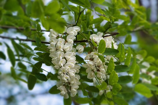 Free Robinia Pseudoacacia Black Locust photo and picture