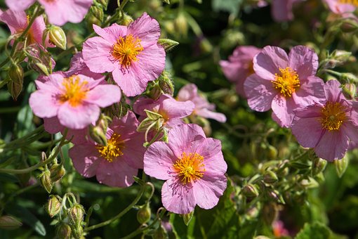 Free Sun Rose Pink Flowers photo and picture