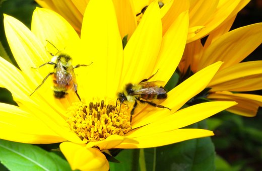 Free Bumblebee Bee photo and picture