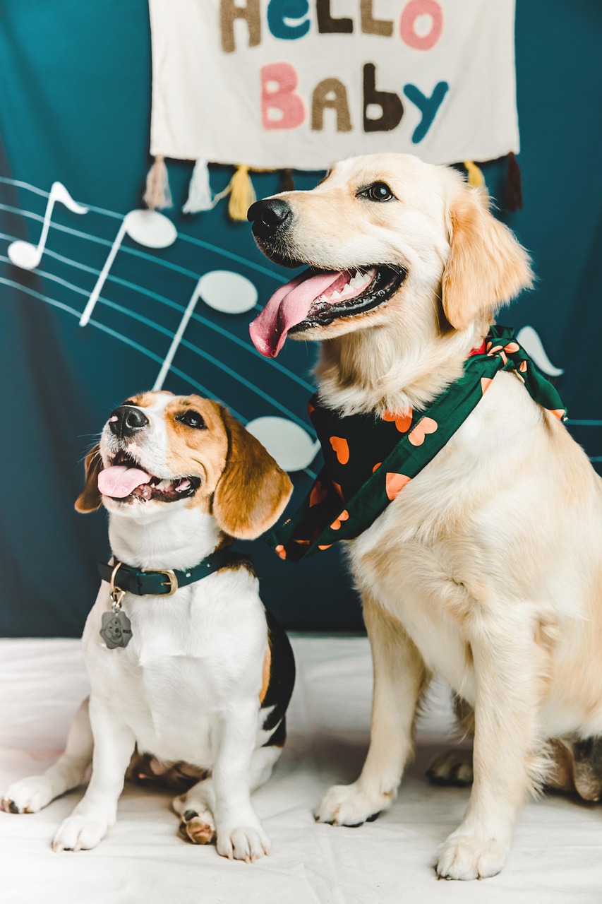 Download free HD stock image of Dogs Puppy Free Dogs Puppy photo and picture