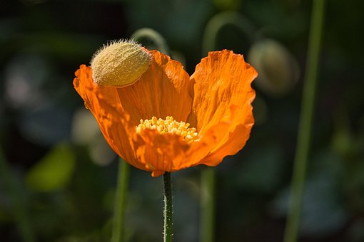 Free Flower Poppy photo and picture