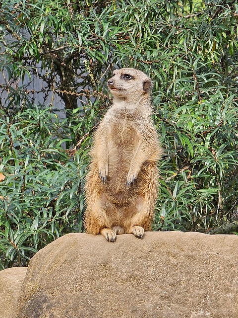 Free Meerkat Zoo photo and picture