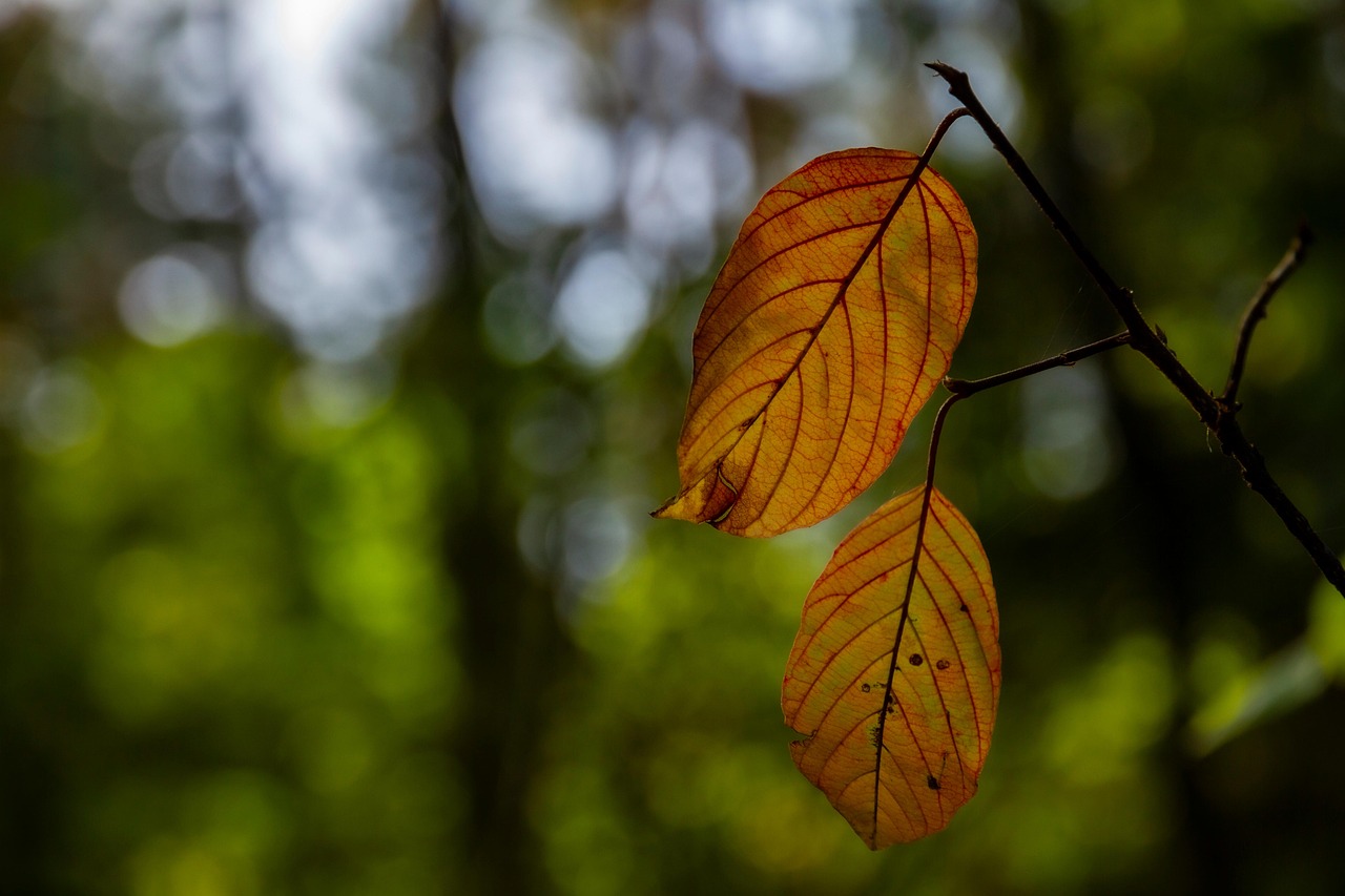 树叶 叶子 枝杈 - Pixabay上的免费照片 - Pixabay