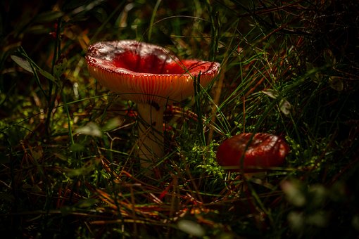 Download free HD stock image of Toadstool Mushroom Free Toadstool Mushroom photo and picture