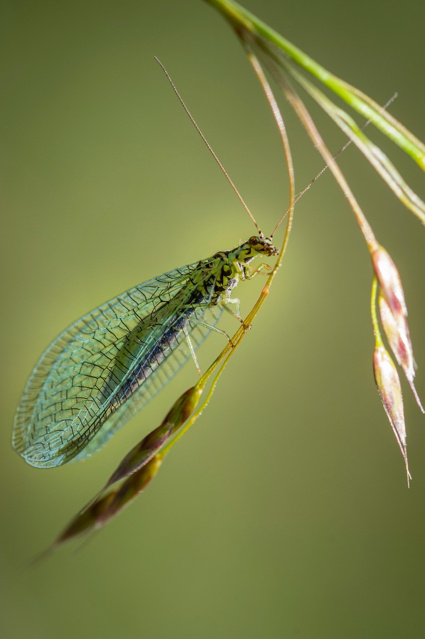 Insect Fauna Close Up - Free photo on Pixabay