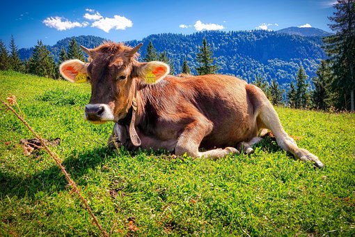 Agricultura, Naturaleza, Ganado