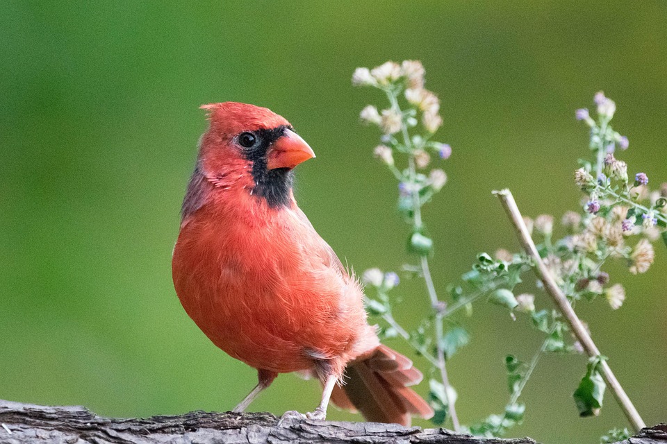 Northern Cardinal Bird Avian Free photo on Pixabay Pixabay