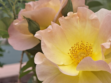 Blume, Natur, Vail, Colorado, Berge