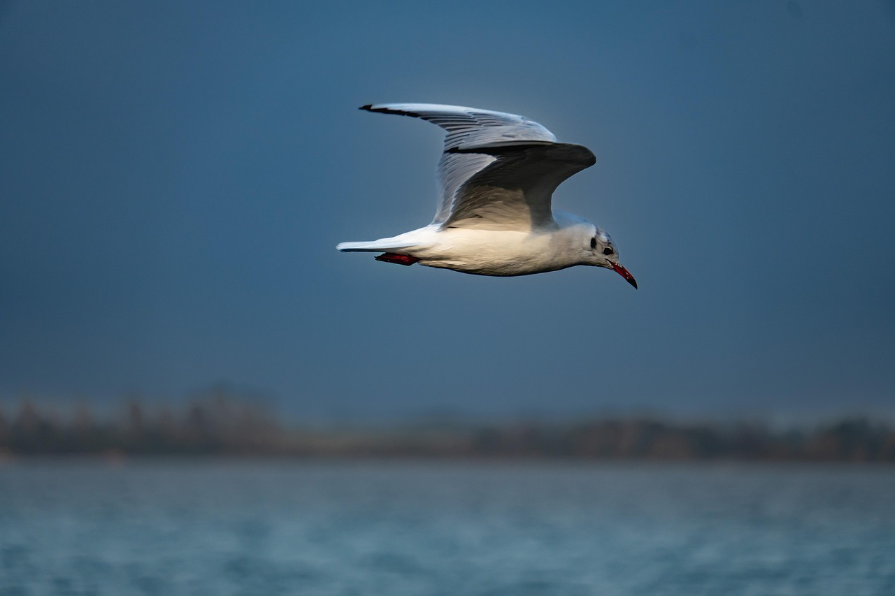 Goki Mouette Volante En Bois Massif – Mobile Décoratif Suspendu Pour Enfant