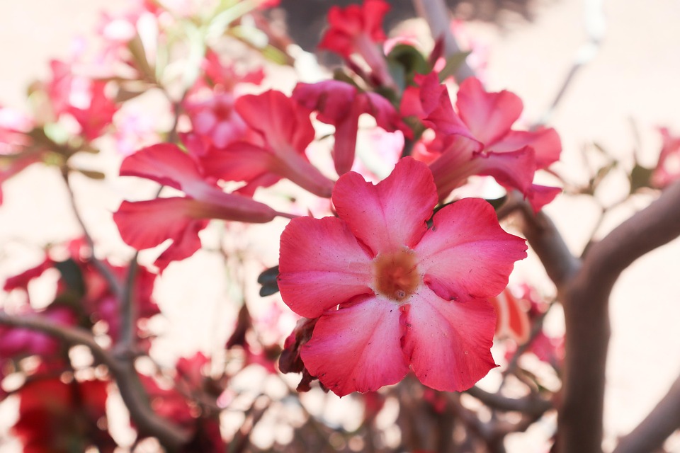 Desert Rose Bloom - Free photo on Pixabay - Pixabay