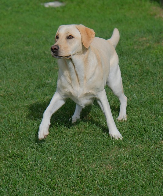 Labrador Dog Race - Free photo on Pixabay - Pixabay