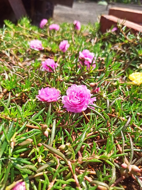 Portulak, Pflanze, Blumen, Frühling