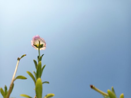Himmel, Natur, Landschaft, Blume, Garten