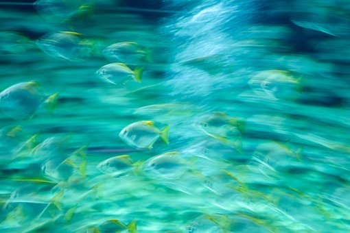 Free Fish Blur photo and picture