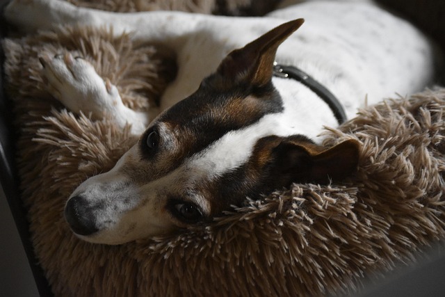 Free Dog Pet photo and picture