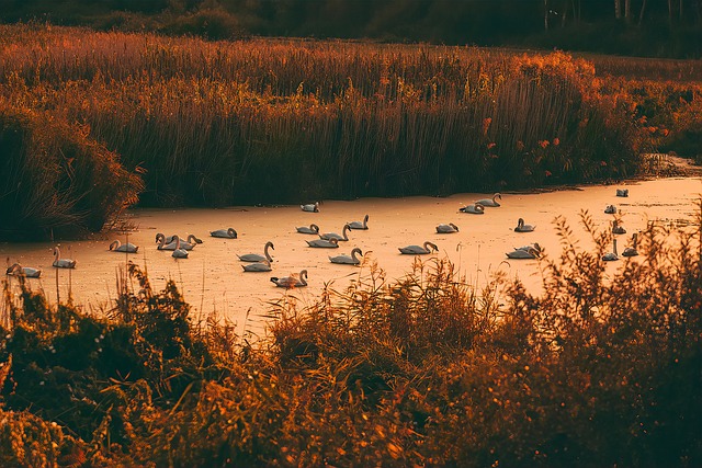 Free Swans Lake photo and picture
