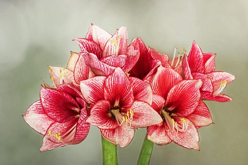 Free Hippeastrum Beautiful Flowers photo and picture