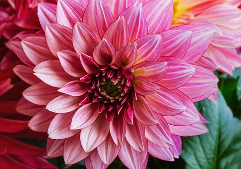 Free Dahlia Pink Flower photo and picture