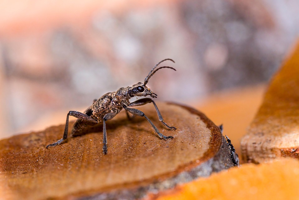 Rhagium Mordax BlackSpotted Free photo on Pixabay Pixabay