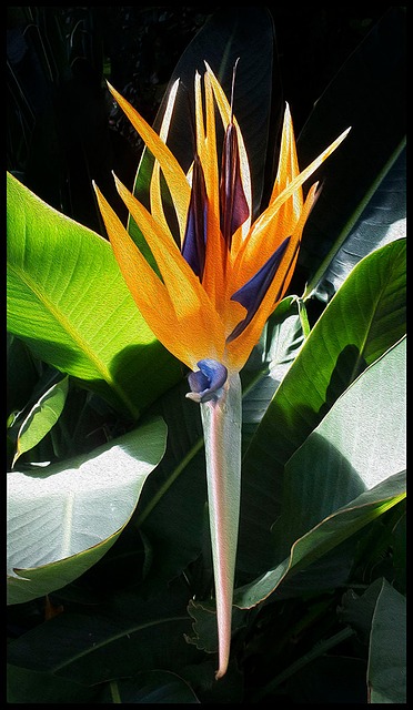 Blomst, Natur, Guldrod, Longwood Haver