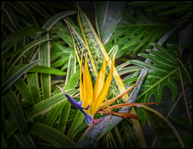 Blomst, Flora, Natur