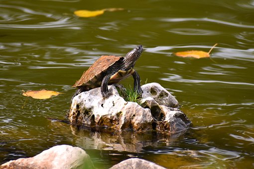 Skilpadde, Dam, Parkere, Reptil, Dyr