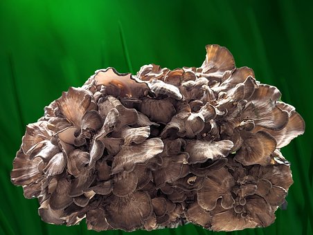 Free Mushroom Hen Of The Woods photo and picture