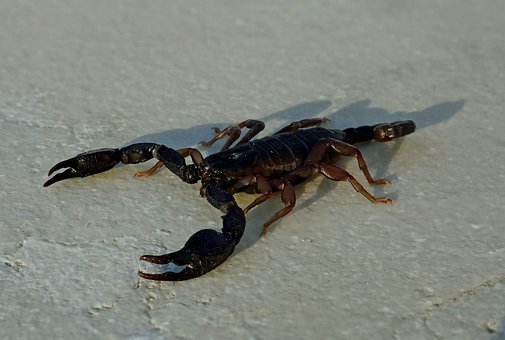 Skorpion, Gift, Natur, Dyr, Spindlere
