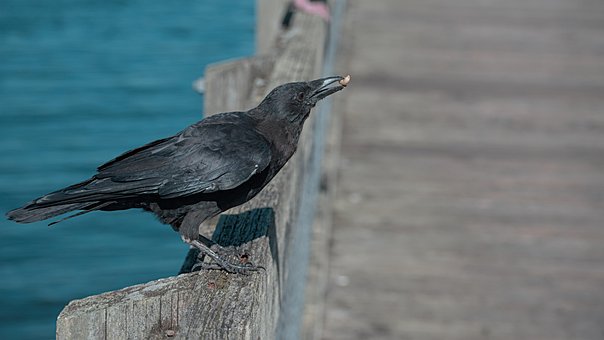 Krähe, Natur, Rabe, Tier, Vogel, Federn