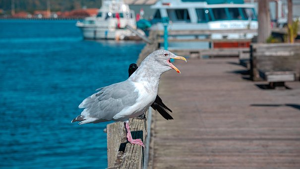Möwe, Seebrücke, Natur, Vogel, Tier