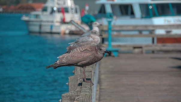 Tiere, Vogel, Möwen, Vögel, Natur