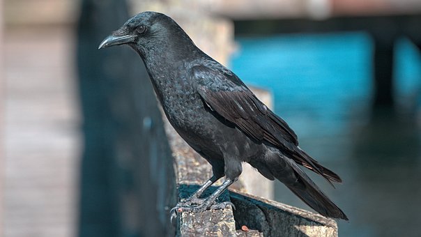 Krähe, Natur, Rabe, Vogel, Tier