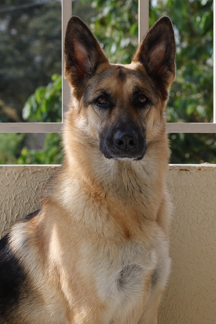 Hund, Hund, Säugetier, Haustier, Tier