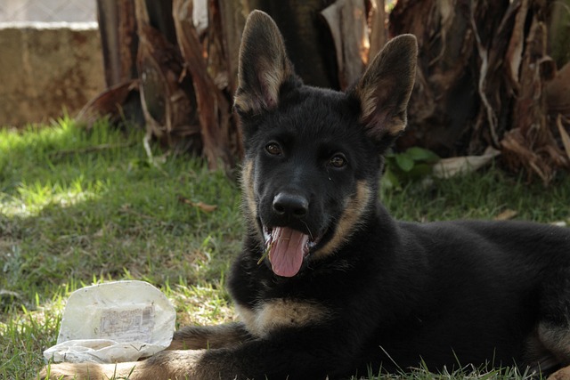 Hund, Hündchen, Hund, Tier, Haustier