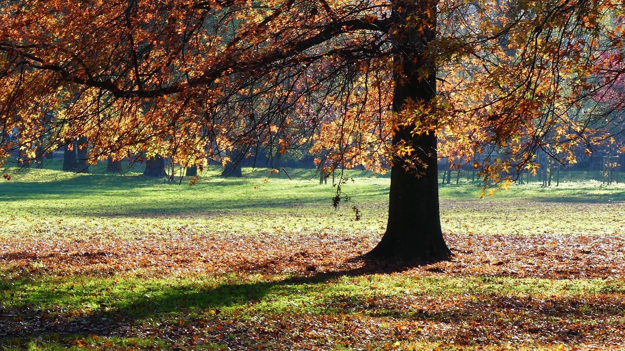Automne Feuilles Arbre - Photo gratuite sur Pixabay - Pixabay