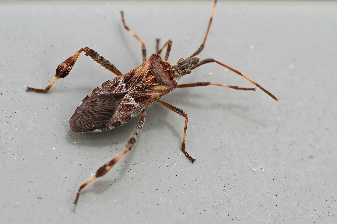 Longhorn Beetle - free online jigsaw puzzle photo