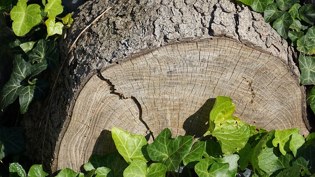 Free Wood Forest photo and picture