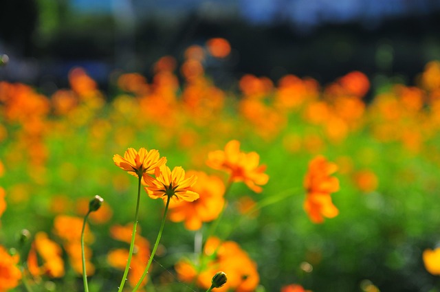 Free Autumn Flower photo and picture