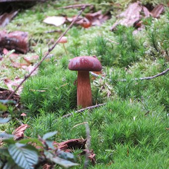 Kastanjeboletus, Kastanje, Champignon
