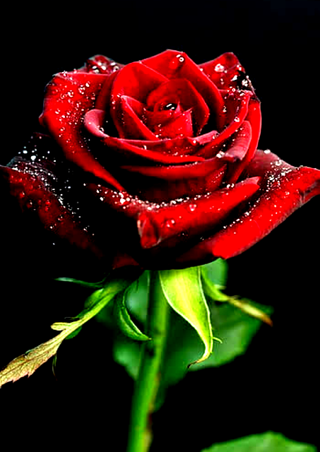 Rosa, Natureza, Rosas, Bloom, Florescer