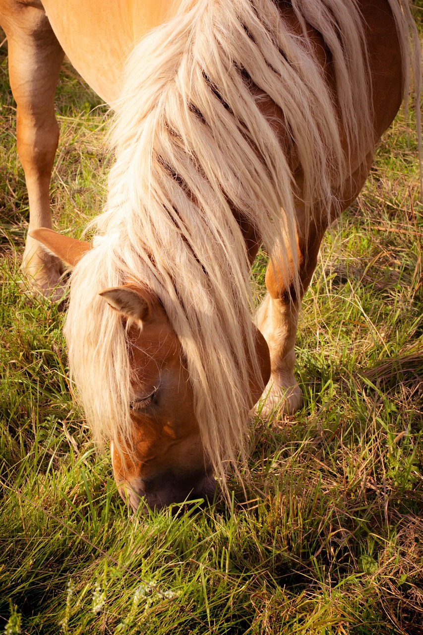 Museau de pâturage de cheval - France