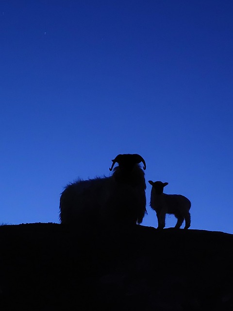 Free Sheep Donegal photo and picture