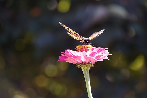 Schmetterling, Insekt, Blume, Flügel