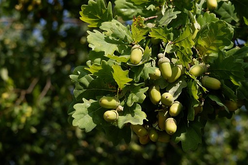 Baum, Eiche, Obst, Eicheln, Herbst, Wald
