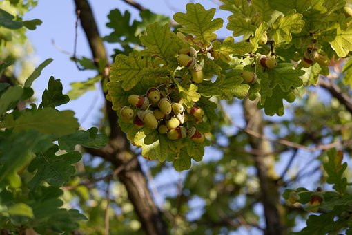 Baum, Eiche, Eicheln, Hülse, Herbst