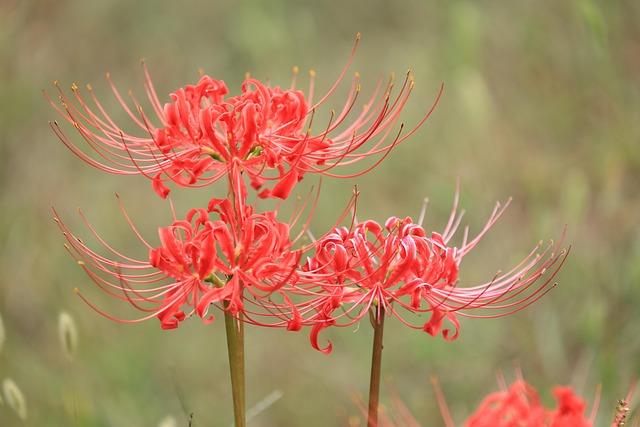 Lírio Aranha Vermelha Flor Planta - Foto gratuita no Pixabay - Pixabay