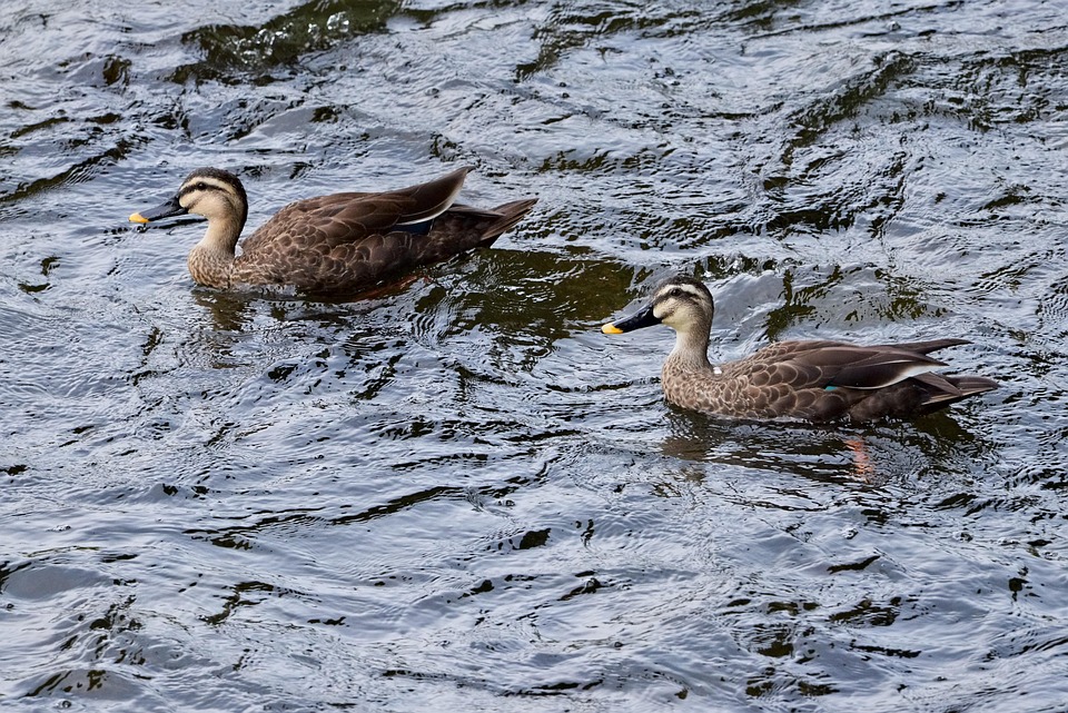 Ducks Birds Water - Free photo on Pixabay - Pixabay
