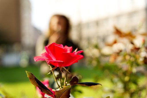 Free Flower Red Flower photo and picture